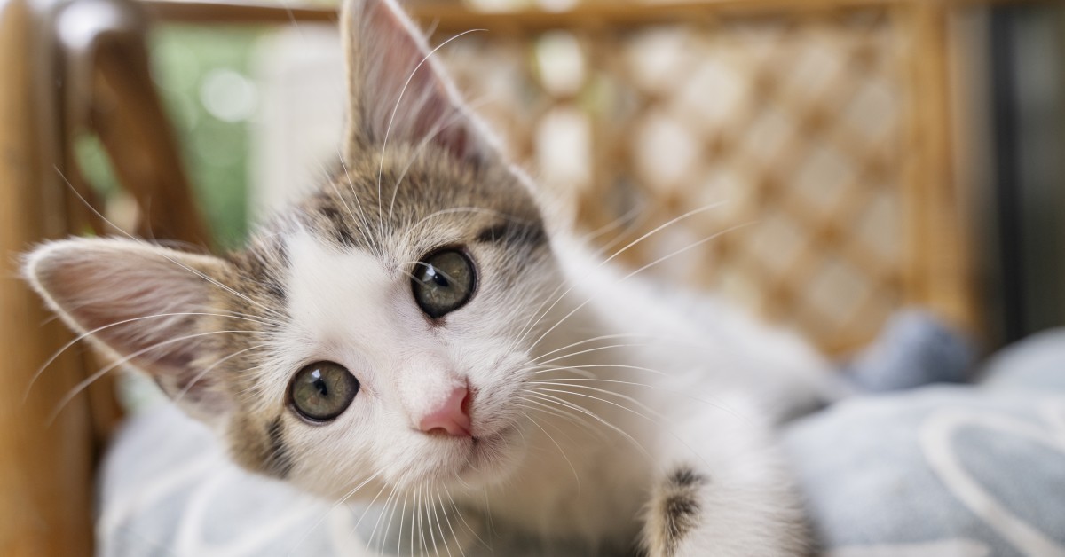 Cat Communication: A Guide for Humans